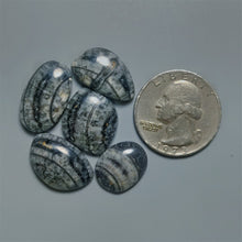 Orthoceras Fossil Cabochons Lot