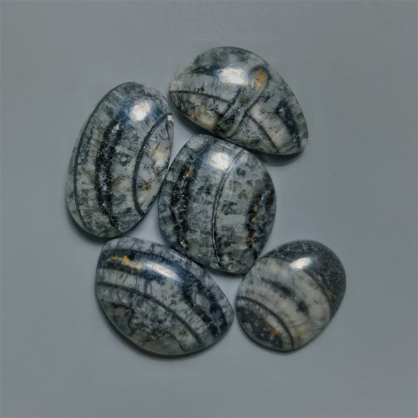 Orthoceras Fossil Cabochons Lot