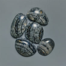 Orthoceras Fossil Cabochons Lot