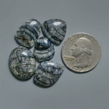 Orthoceras Fossil Cabochons Lot