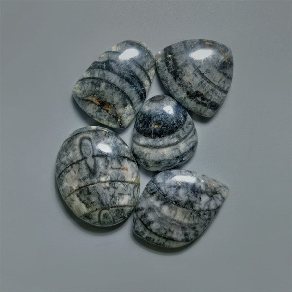 Orthoceras Fossil Cabochons Lot