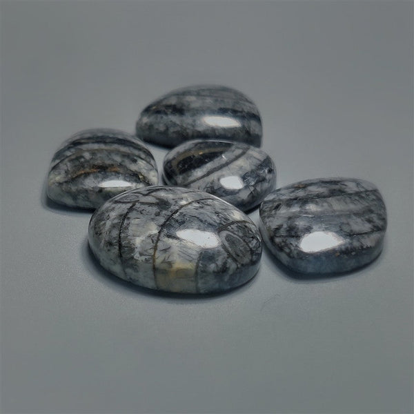 Orthoceras Fossil Cabochons Lot