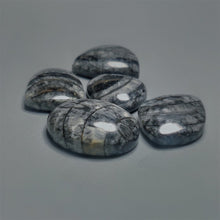 Orthoceras Fossil Cabochons Lot