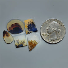 AAA Scenic Dendritic Agate Cabochons Lot