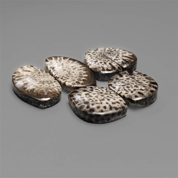 Stingray Black Fossil Coral Pairs Lot