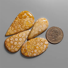 Fossil Coral Cabochons Lot