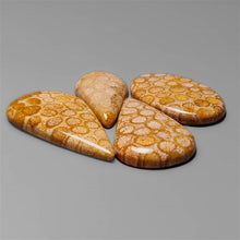 Fossil Coral Cabochons Lot