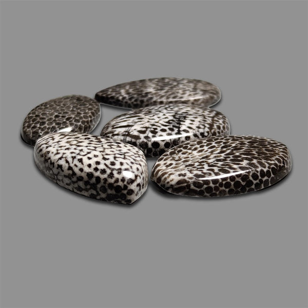 Black Fossil Coral Cabochons Lot