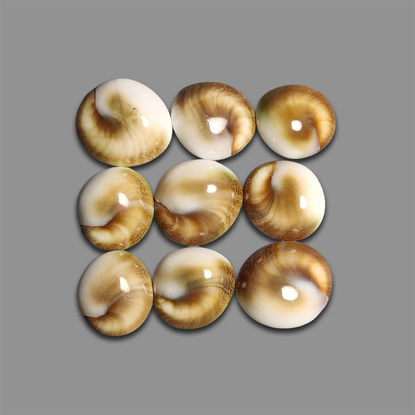 Shiva Eye Shell Cabochons Lot-4609 | Gemstone for sale