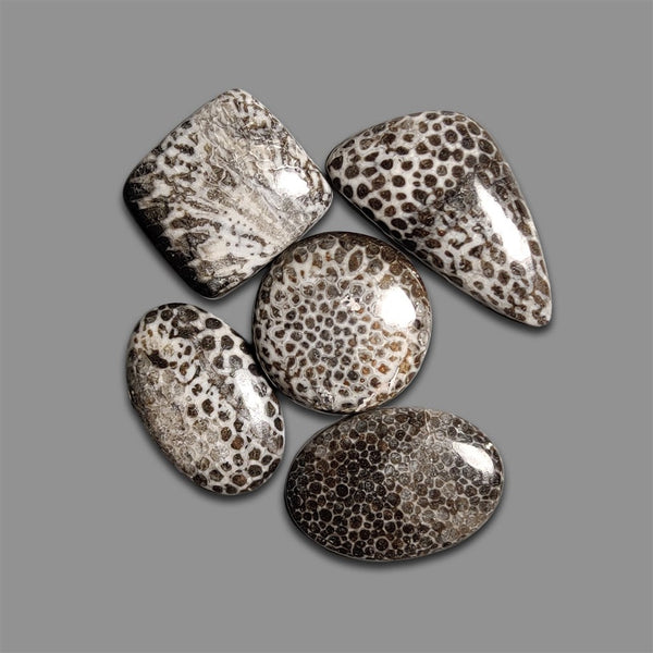 Black Stingrey Fossil Coral Cabochons Loy-4661 | Gemstone for sale