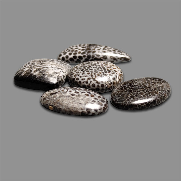 Black Stingrey Fossil Coral Cabochons Loy