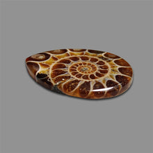 Ammonite Fossil Cabochon