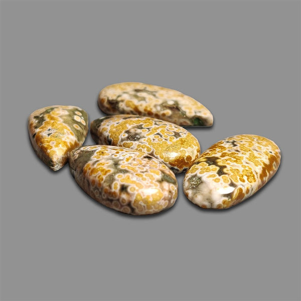 Ocean Orbicular Jasper Cabochons Lot