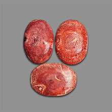 Natural Red Coral Raw Form Lot-4753 | Gemstone for sale