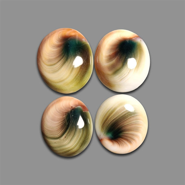 Shiva Eye Shell Cabochons Lot-4779 | Gemstone for sale