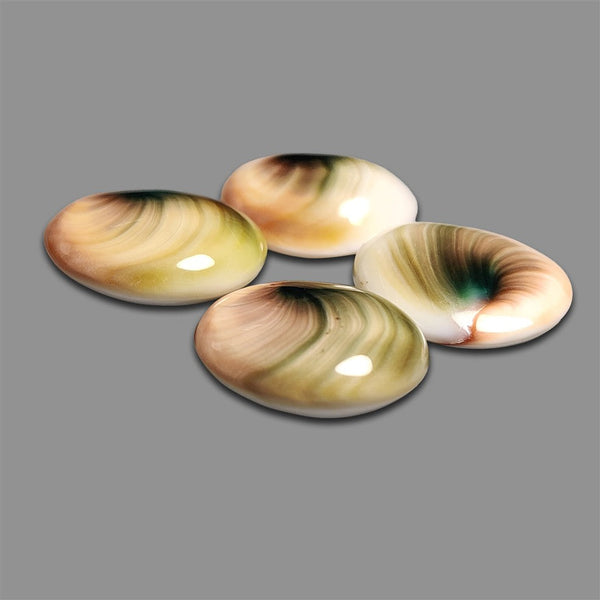 Shiva Eye Shell Cabochons Lot