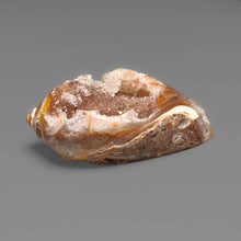 Snail Shell Druzy