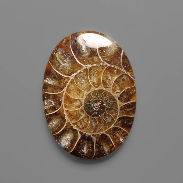 Ammonite Fossil Cabochon