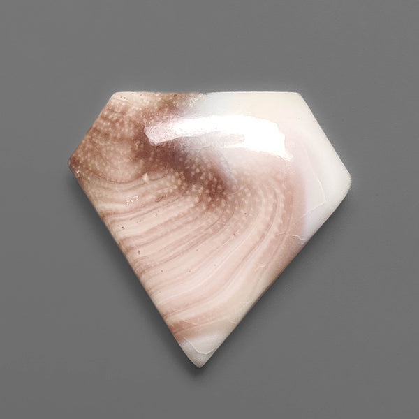 Shiva Eye Shell Cabochon
