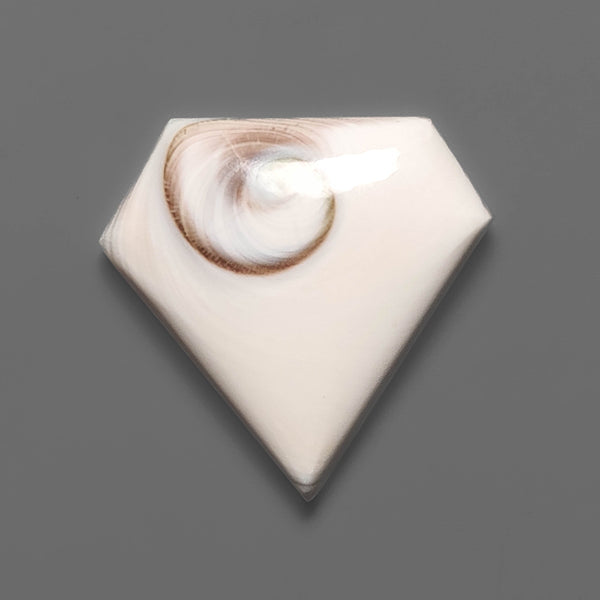 Shiva Eye Shell Cabochon